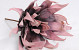 Aloe 40cm Delicate Pink