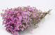 Limonium 60cm Lichtroze