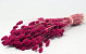 Bouquet Phalaris Rose 70cm