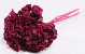 Hortensia Preparé bordeaux