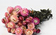 Helichrysum Rosa 45cm