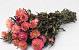 Bouquet Helichrysum salmon 45cm