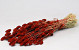 Phalaris Red 70cm