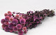 Echinops Distels Roze 70cm