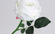 Edelrose 33cm Weiss