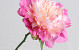 Peony Rose XL 30cm Pink-White