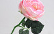 Tea Rose 33cm light Pink