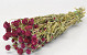 Gomphrena Purple 45cm