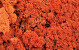 Lichen stabilisé Orange par kg
