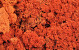 Reindeer Moss Orange per kg