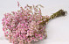 Limonium 45cm Light Pink