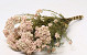 Rice Flower 60cm