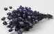 Nigella Paars 45cm