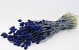 Phalaris Blauw 70cm