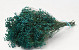 Broom Bloom Petrol Blau 50cm