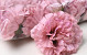 Carnation Pink D9cm 