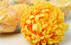 Chrysantheme Gelb D13cm