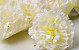 Carnation Cream D9cm 