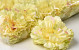 Carnation Yellow D9cm 