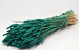 Triticum Emerald Green (wheat) 70cm