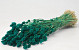 Phalaris Emerald Green 70cm
