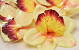 Orchid Yellow D14cm