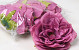 Peony Purple D13cm