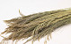 Silvergrass 110cm 200gr.