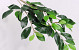 Ficus Branch 65cm