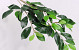 Tige de Ficus 65cm