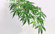 Japanese Maple 70Cm