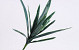 Dracaena Blad Steker 38cm