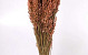Avena Salmon 70cm