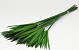 Papyrus Vert preservé L65cm