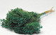 Bouquet Broom Bloom Vert Émeraude 50cm