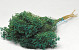 Broom Bloom Smaragdgroen 50cm