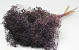 Broom Bloom Purple 50cm