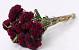 Celosia Bordeaux 60cm