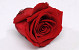 Rose Heads 5cm Red
