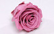 Rose Heads 5cm Old Pink
