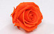 Roses préservé 5cm Orange