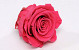 Rose Heads 5cm Dark Pink