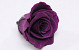 Rose Heads 5cm Purple