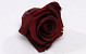 Rose Heads 5cm Burgundy