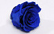 Rose Heads 5cm Royal Blue