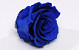 Roses préservé 5cm Bleu Royal