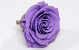 Rose Heads 5cm Lilac