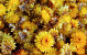 Helichrysum Köpfe Gelb PKG