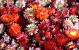 Helichrysum Koppen Rood PKG