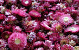 Helichrysum Dunkelrosa Köpfe KG